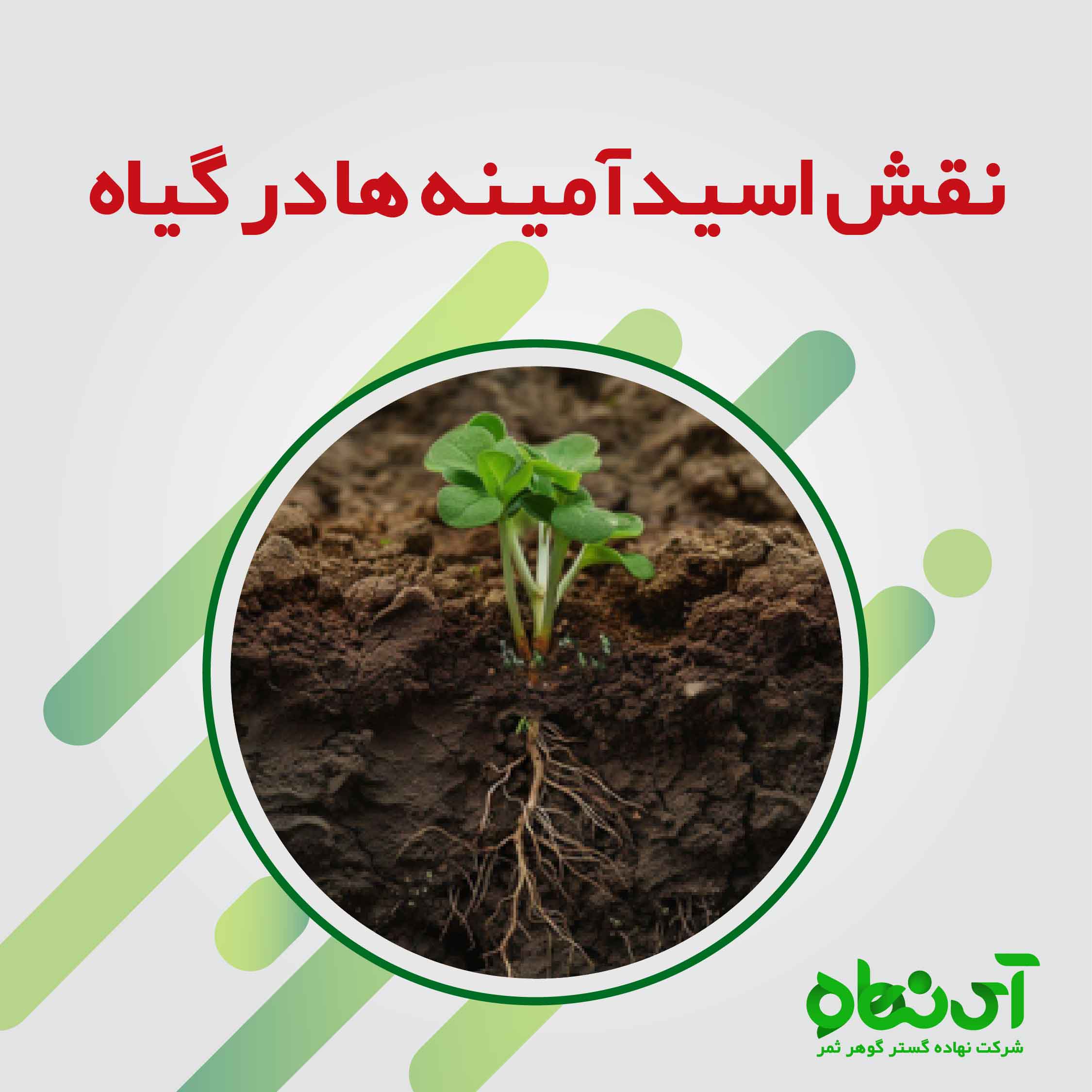 نقش اسید آمینه ها در گیاه